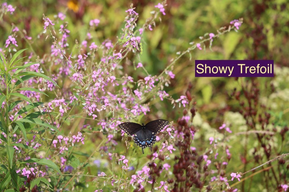 Showy+Trefoil+1.jpg