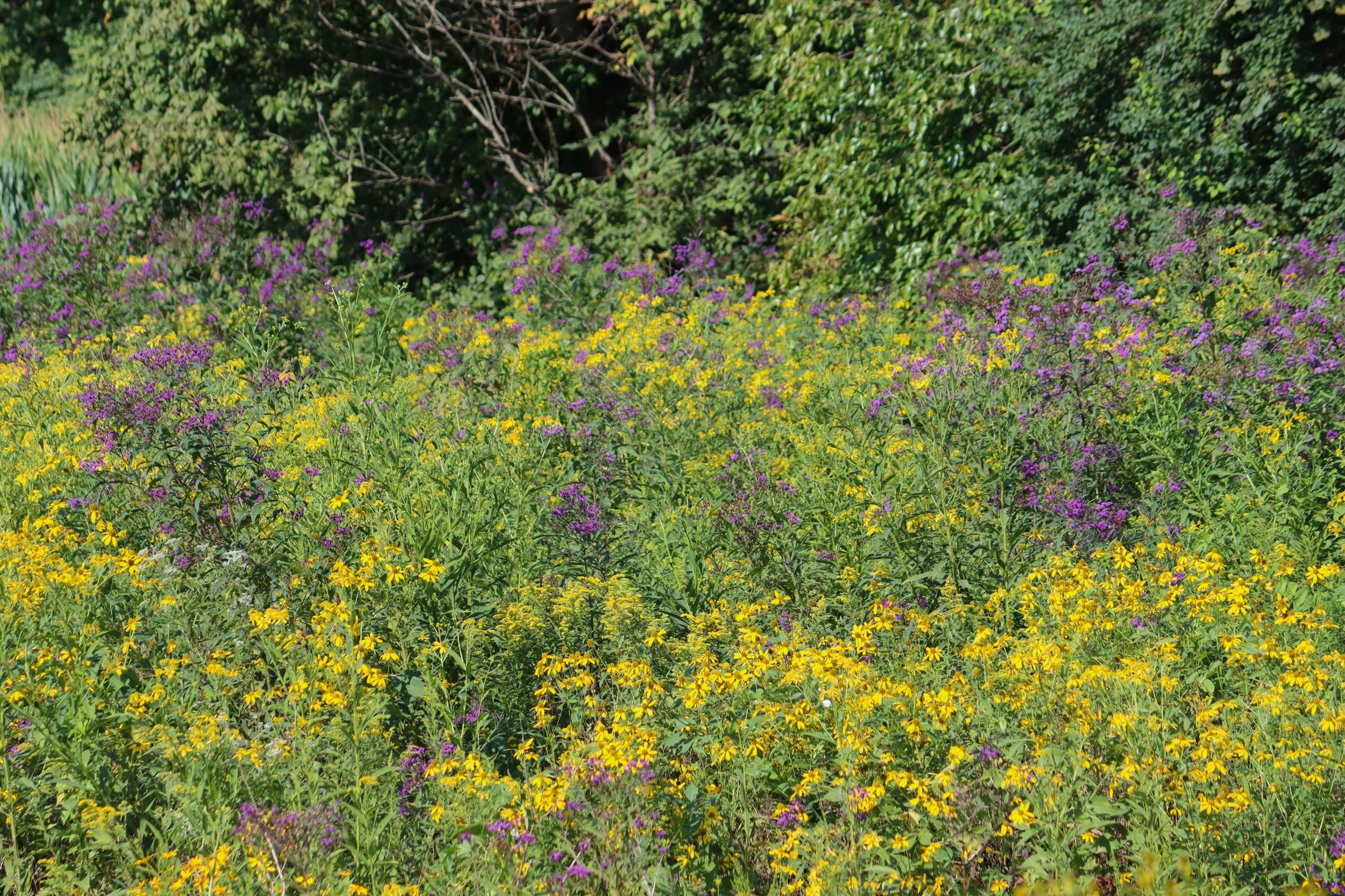 The Potential Unique Wildlife Value of Powerline Cuts