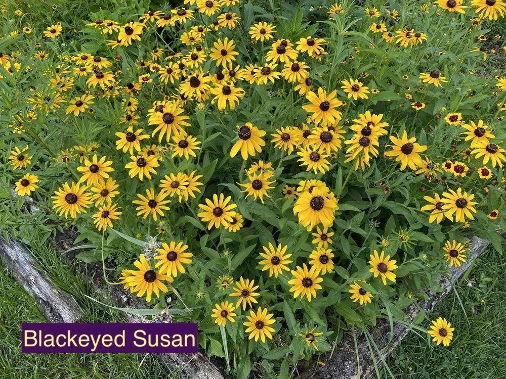 Blackeyed+Susan+123.webp