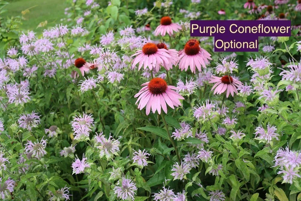 Purple+Coneflower+123+copy.webp