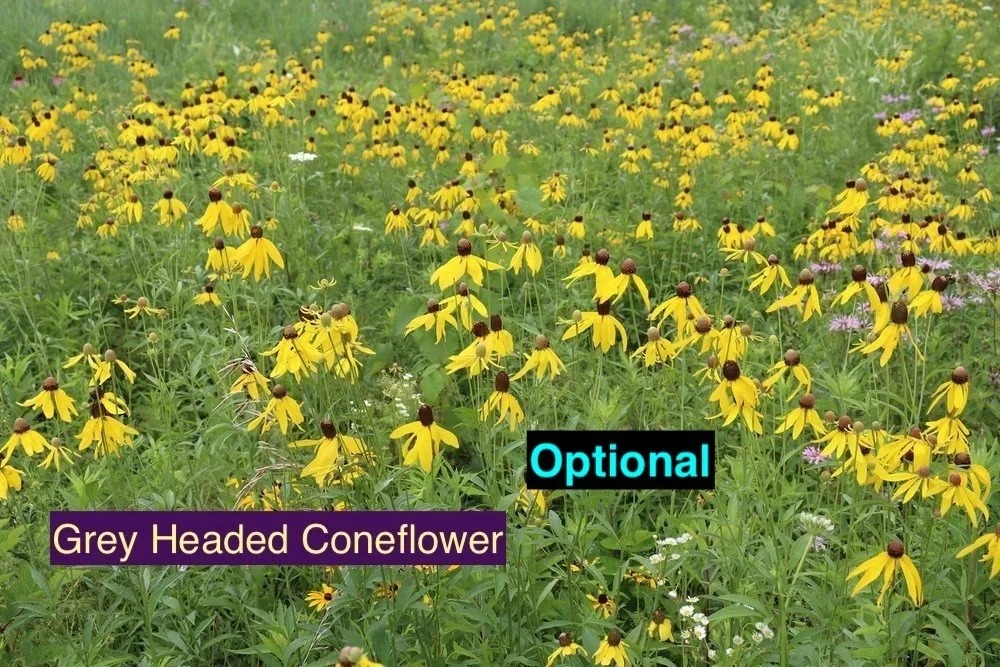 grey+headed+coneflower.webp