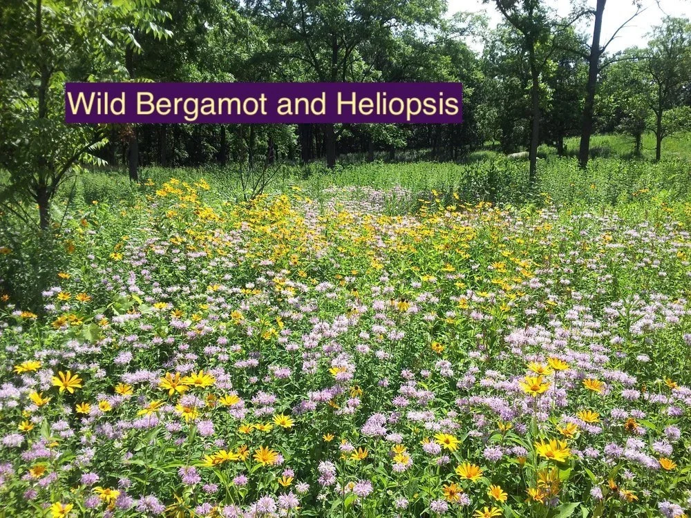 Wild+Bergamot+and+Heliopsis+123.webp