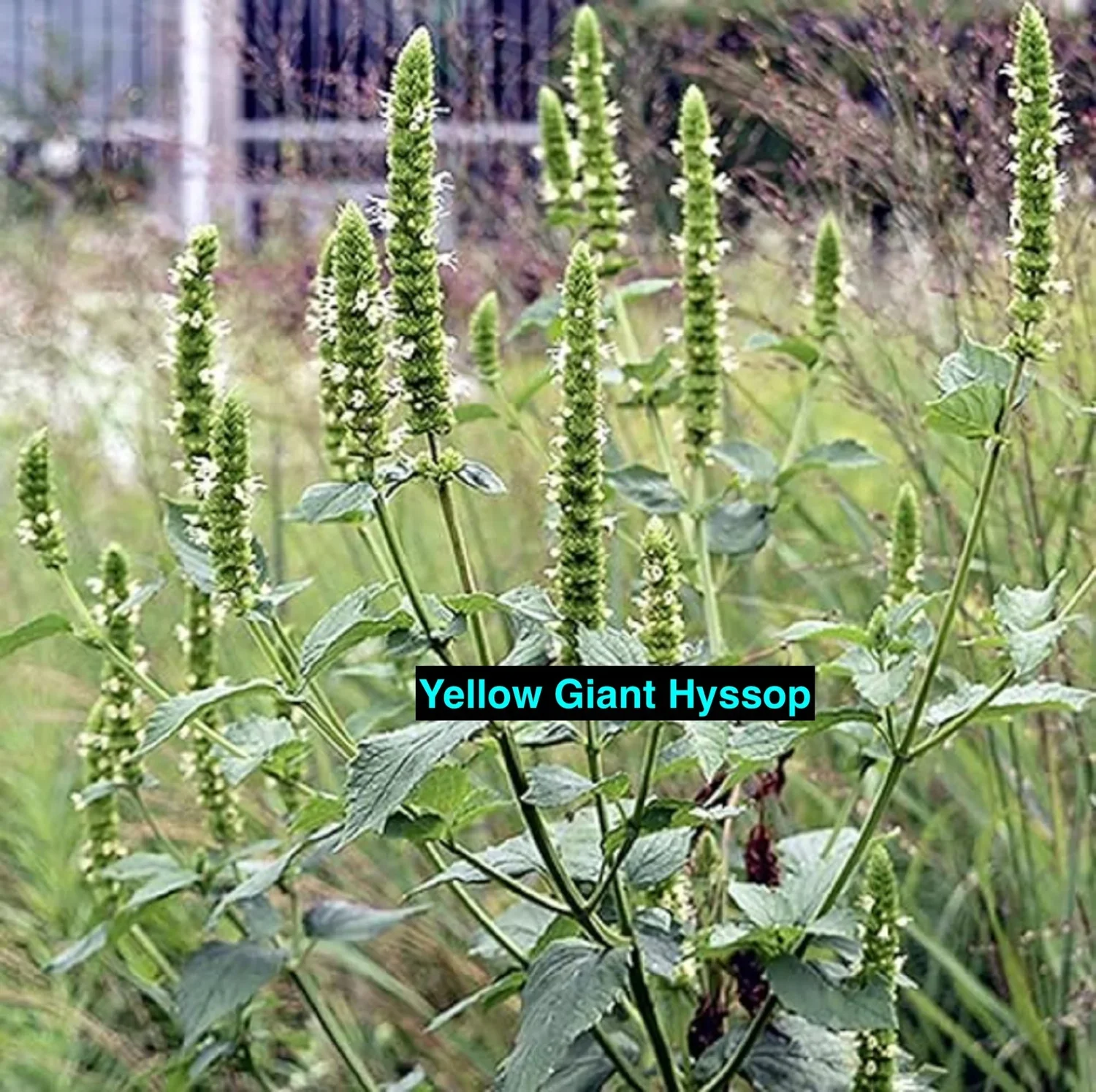 Yellow+Giant+Hyssop.webp