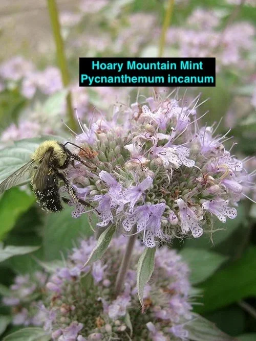 Hoary+Mountain+Mint.webp