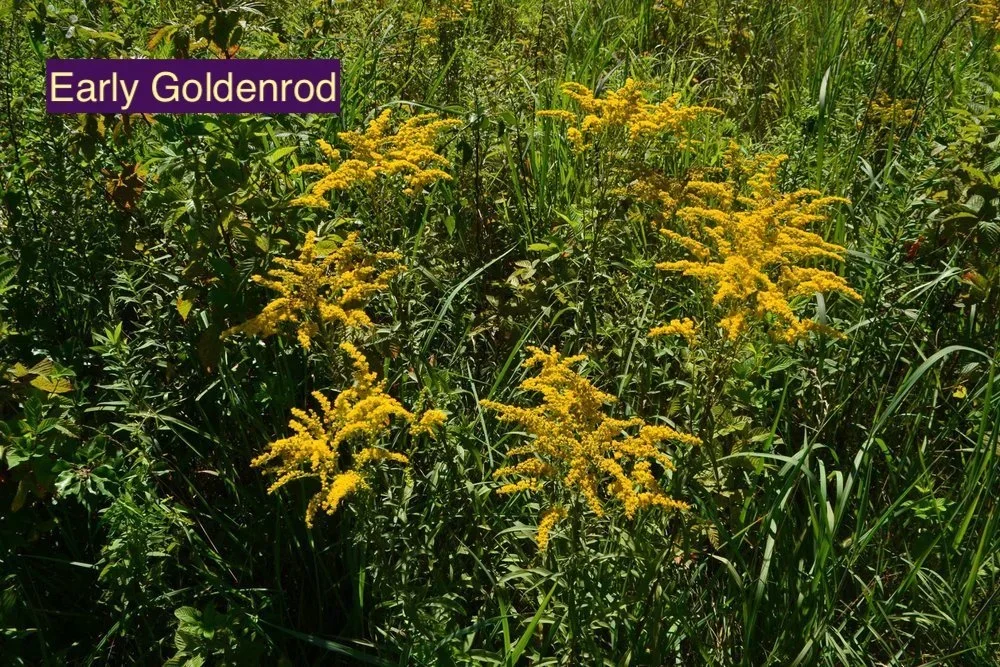 Early+Goldenrod+123.webp