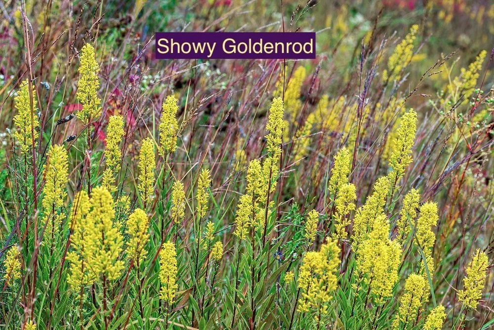 Showy+Goldenrod+23.webp