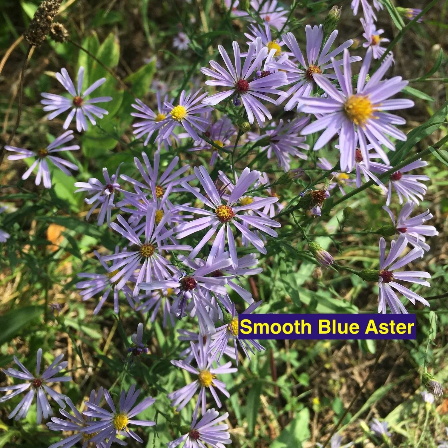 Smooth+Blue+Aster.webp