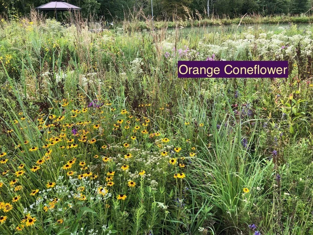 Orange+Coneflower+23.webp