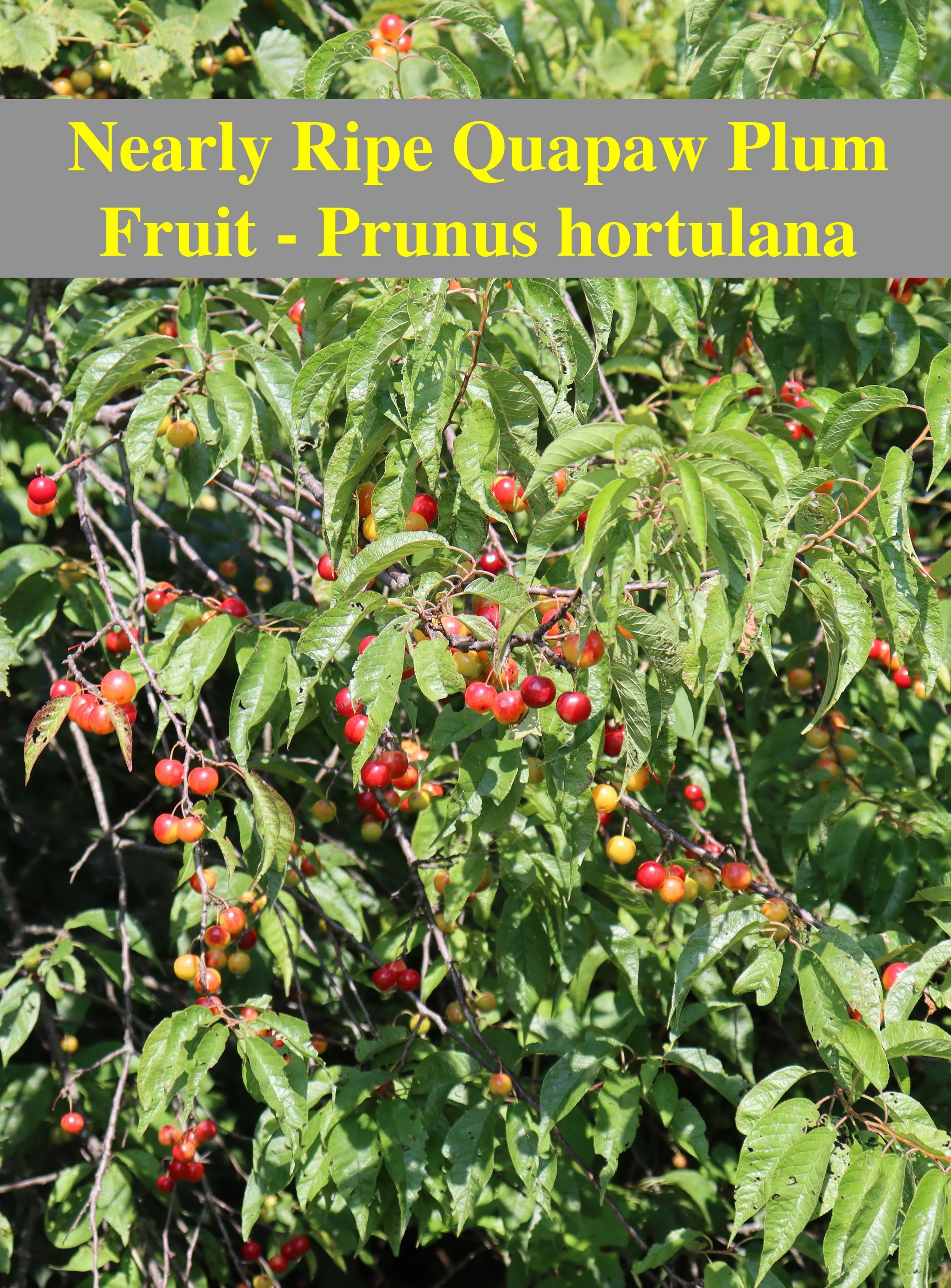 Video introduction to Quapaw Plum aka Hortulan Plum ( Prunus hortulana )