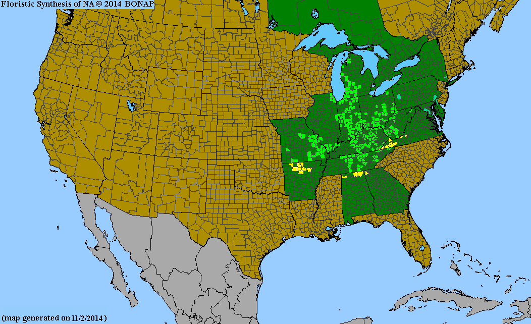 Stylophorum diphyllum BONAP.png