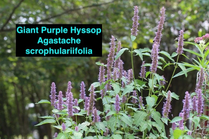 Purple Giant Hyssop.jpg