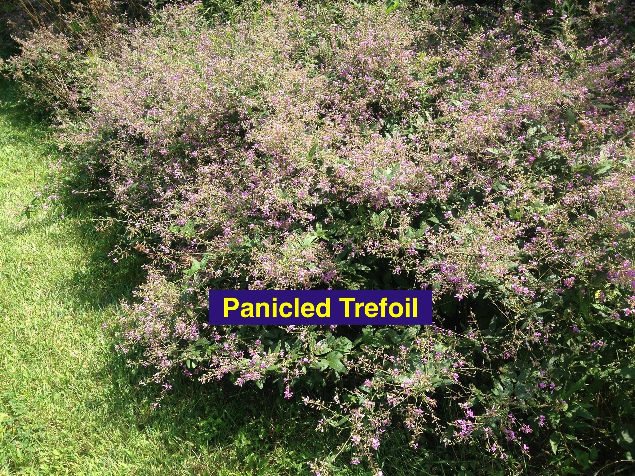 Panicled Trefoil.jpg