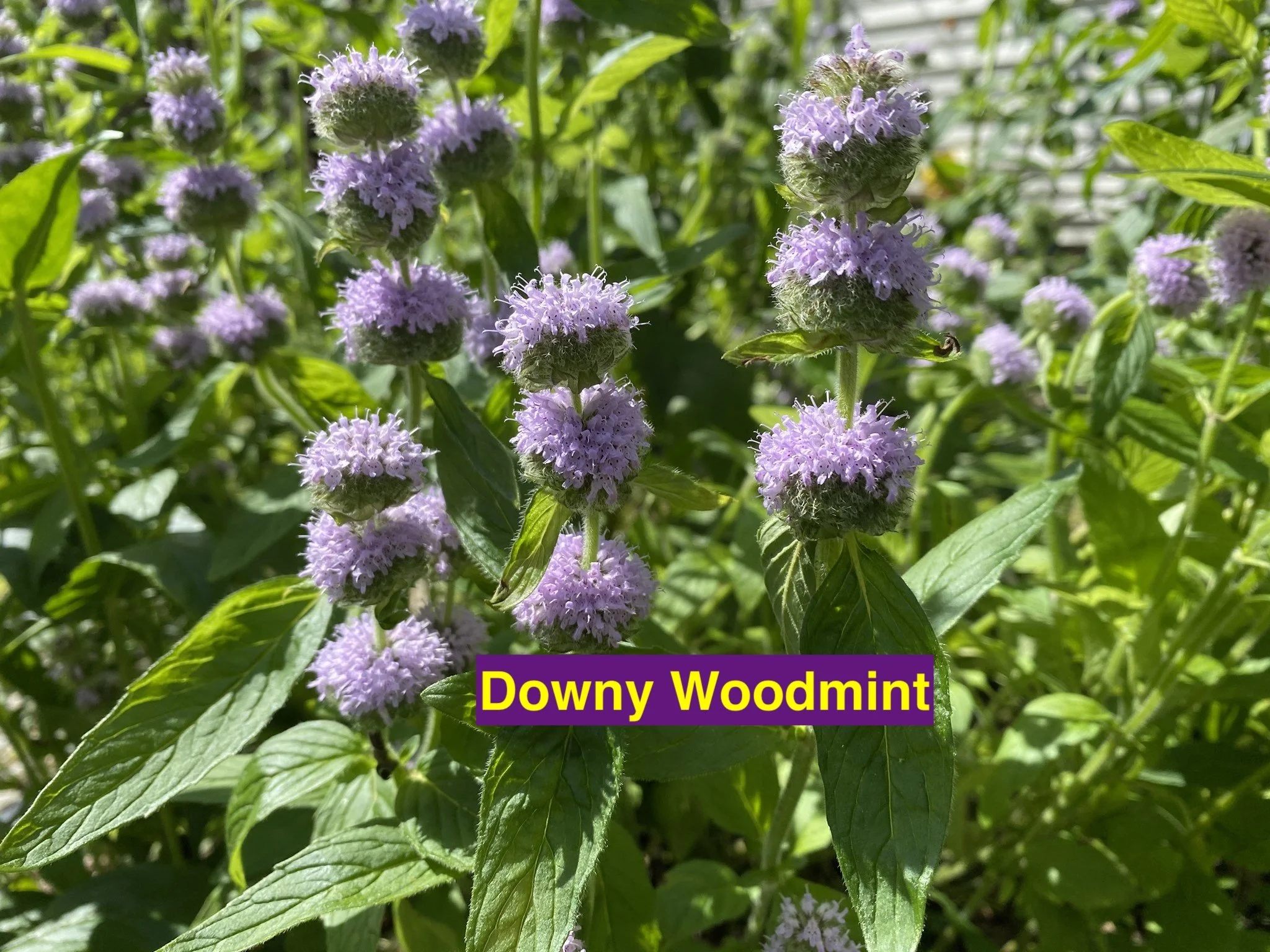 Downy Wood Mint.jpg