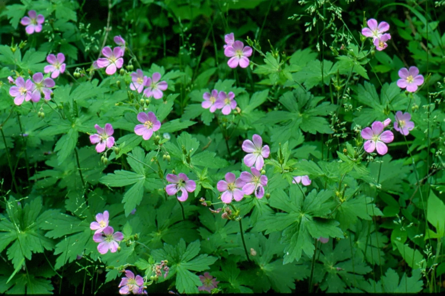 geranium_1560x.jpg