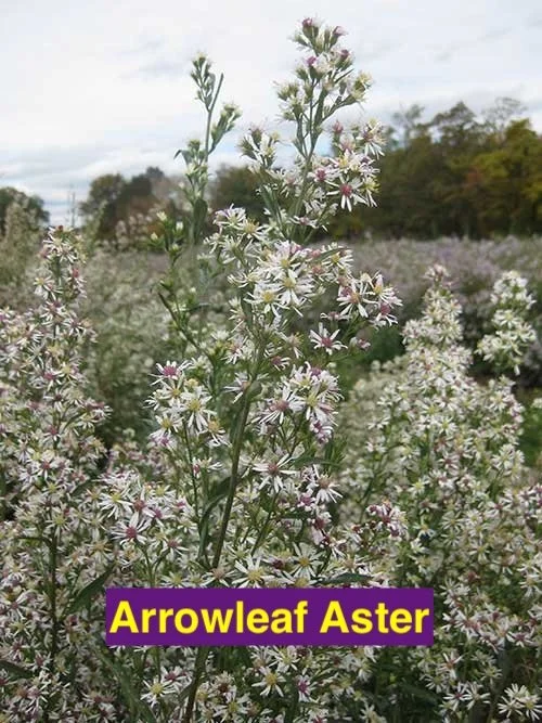 arrowleaf aster.jpg