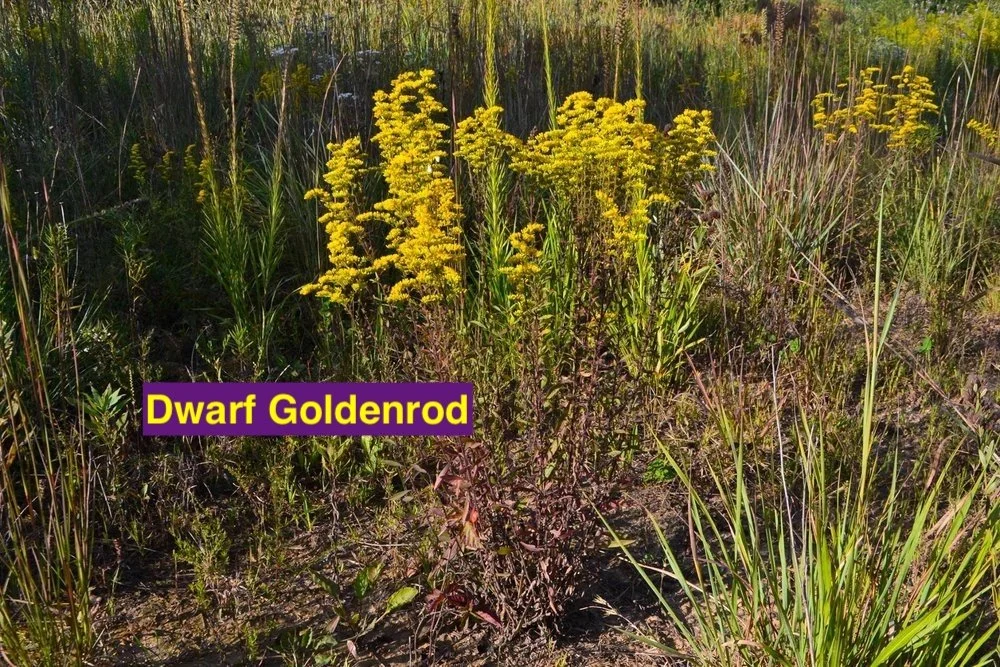 dwarf goldenrd.jpg