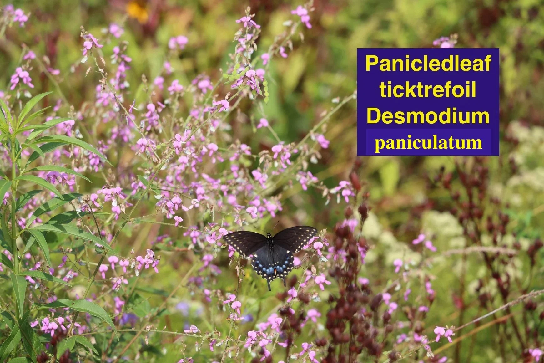 Desmodium+canadense copy.jpeg