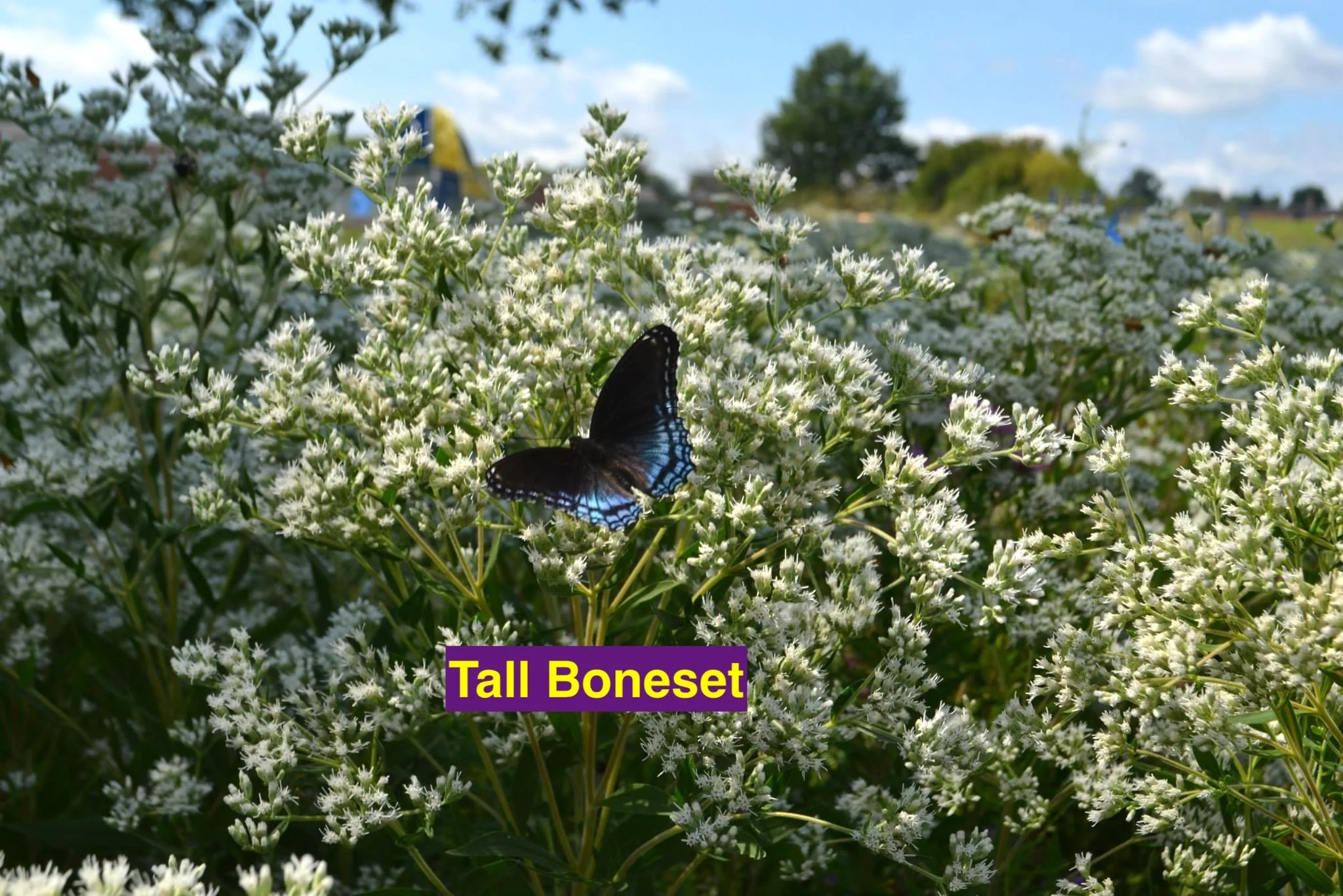 Tall Boneset.jpg
