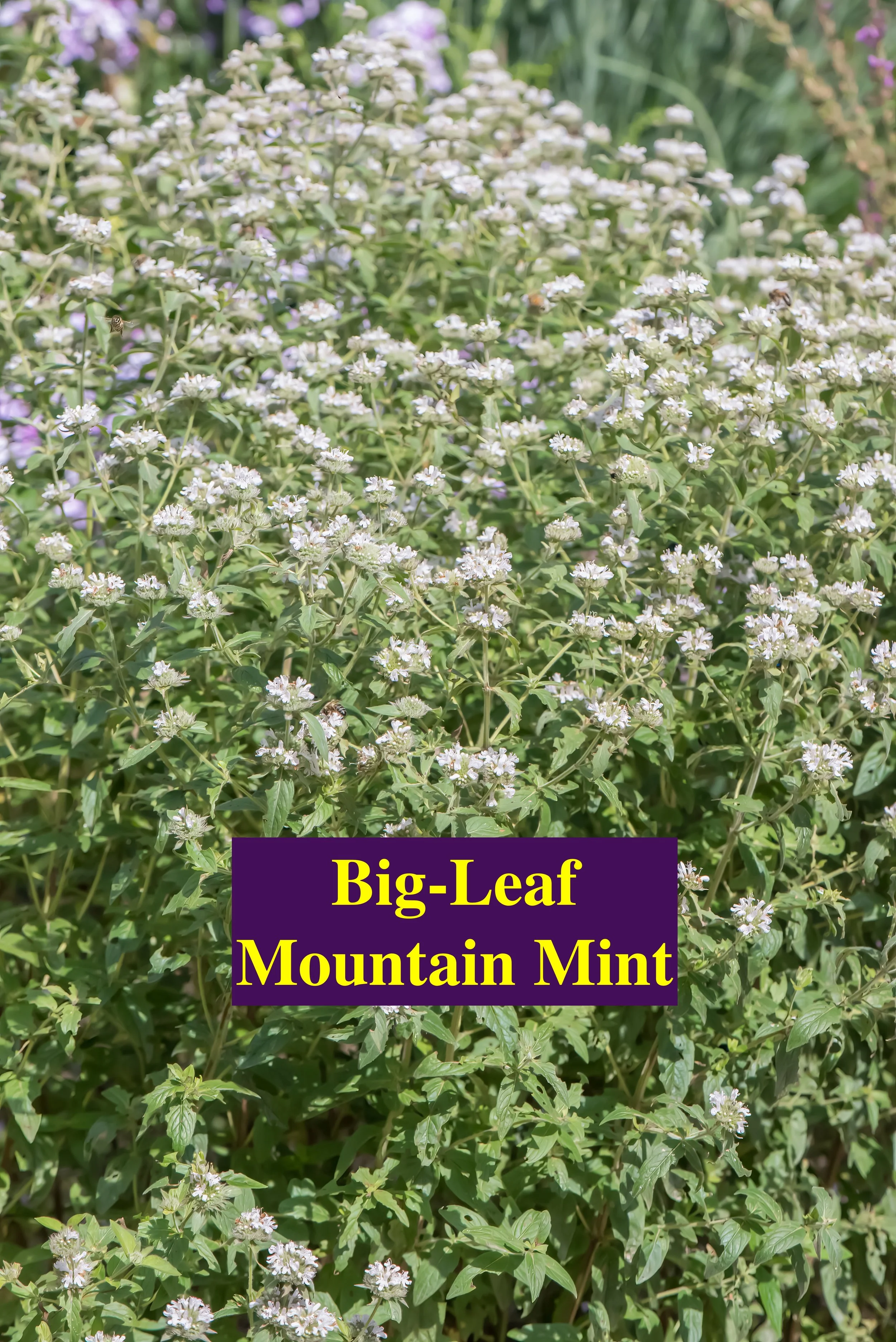 Big leaf mountain mint.jpg