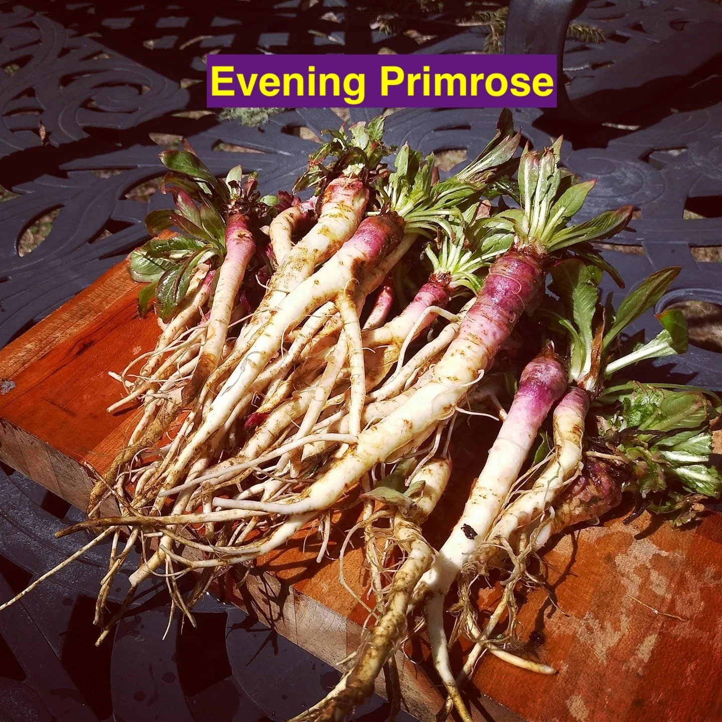 evening Primrose.jpg