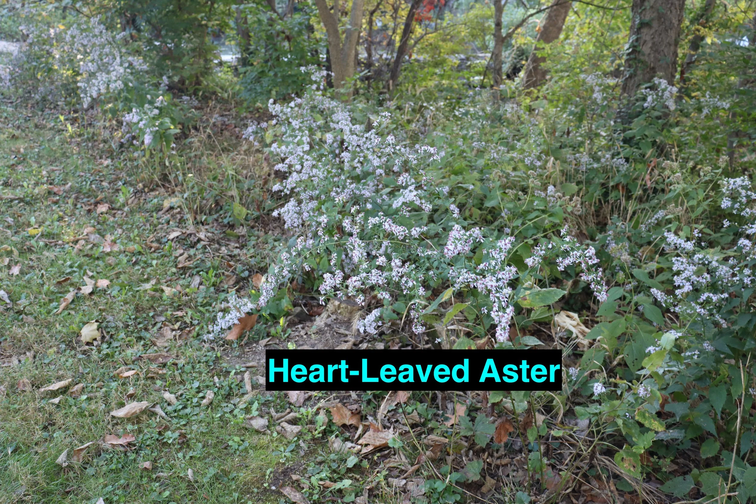 Heart leaved Aster.JPG