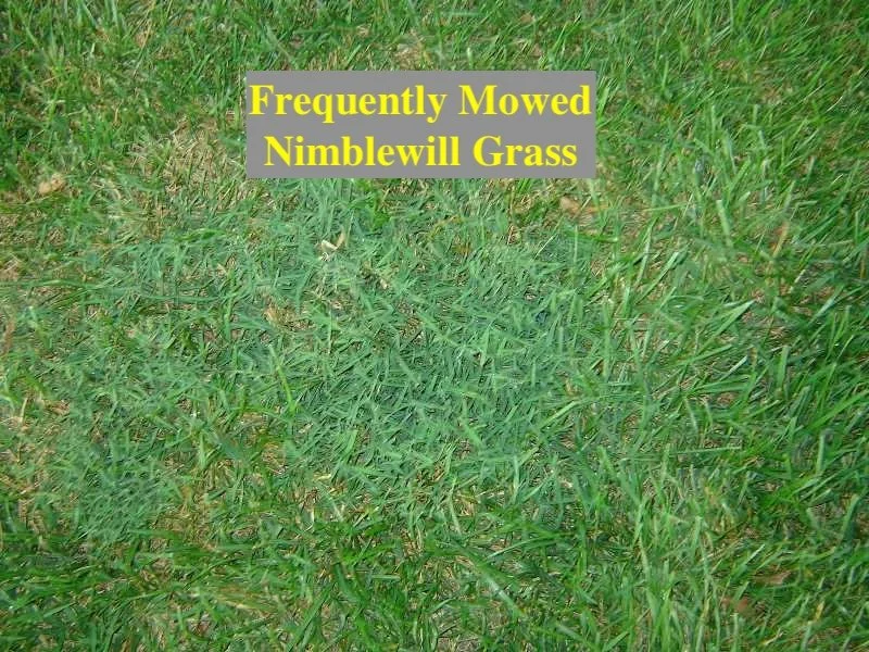 Nimblewill1546.jpg