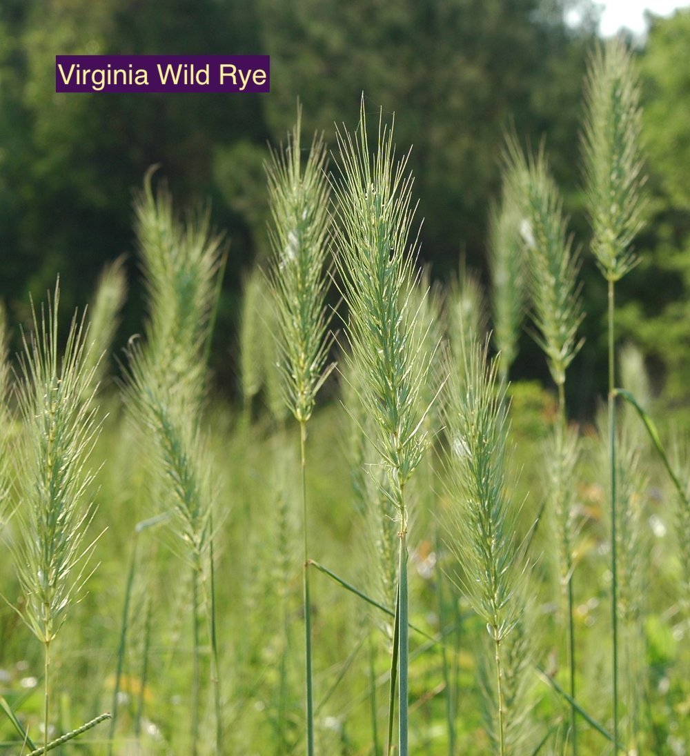 virginia wild rye .jpeg