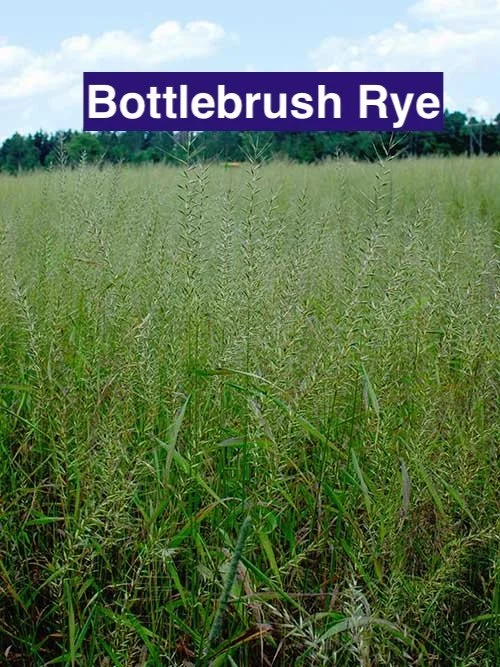 Bottle Brush Rye.jpg