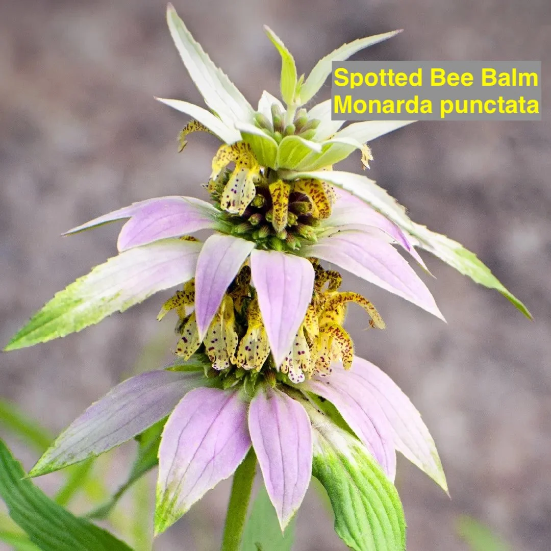Spotted Bee Balm.jpg