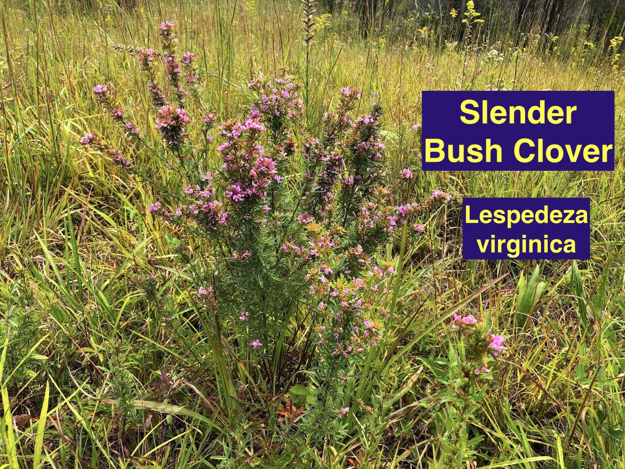 Slender Bush Clover.jpeg