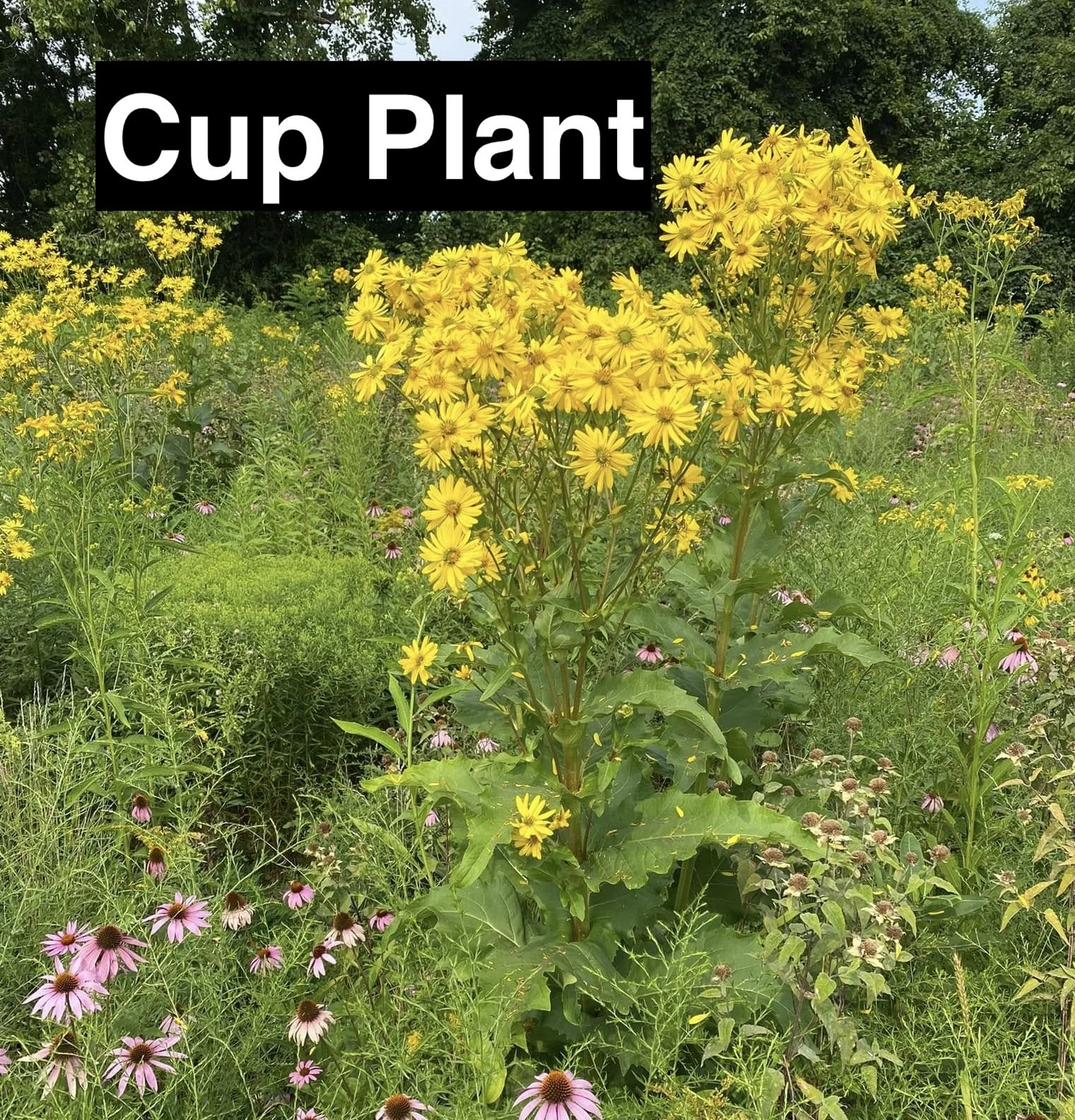 Cup Plant.jpg