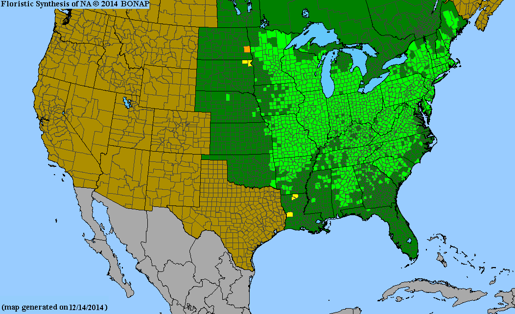 Geranium maculatum BONAP.png