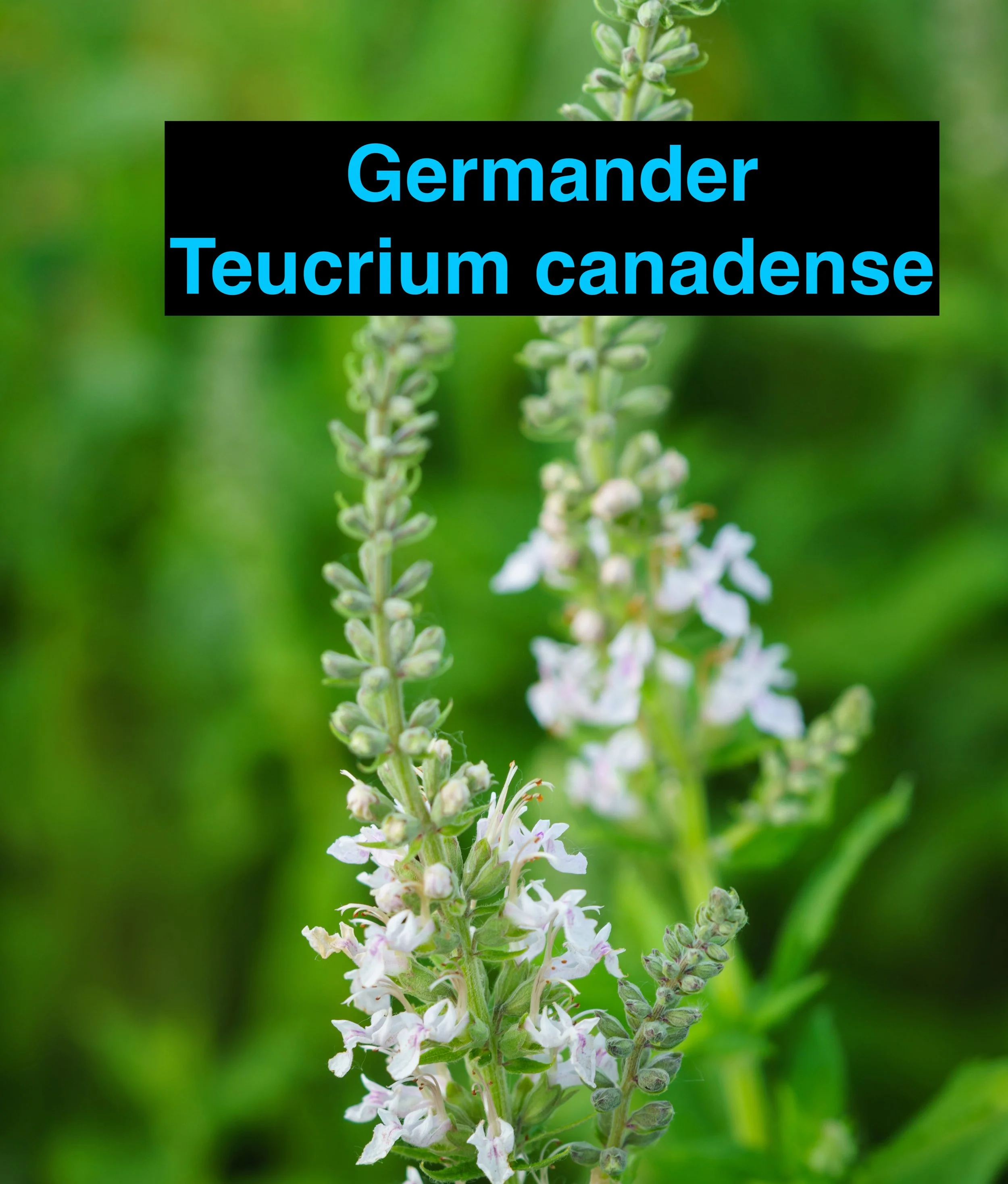 Germander.jpg