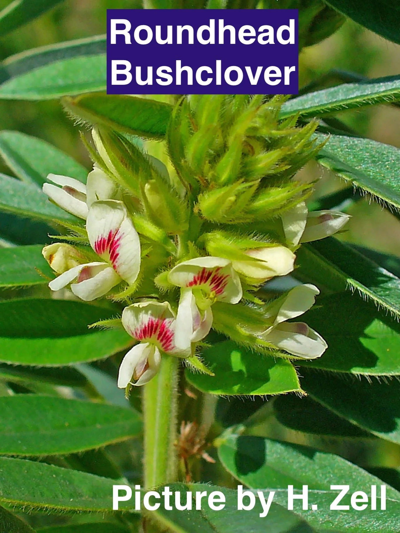 Round Head Bush Clover.JPG