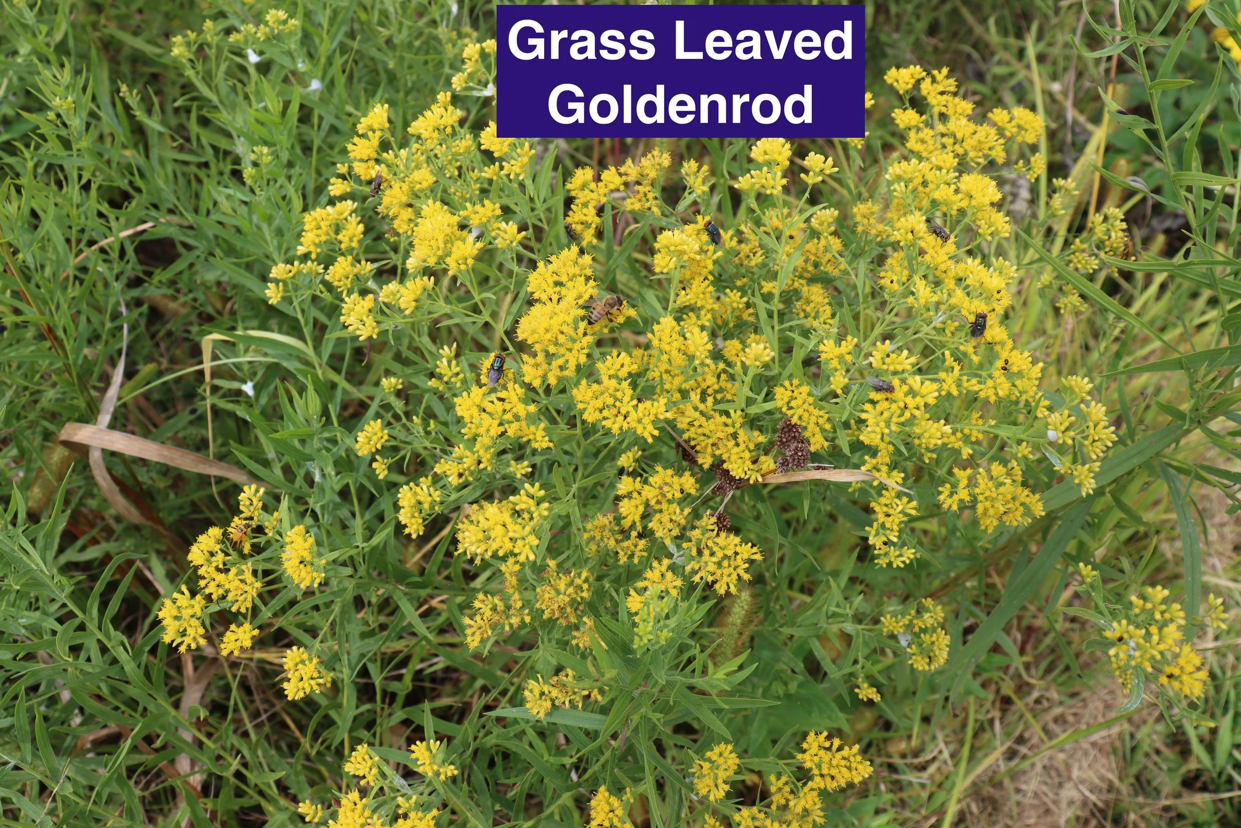 Grass Leaved Goldenrod.jpg