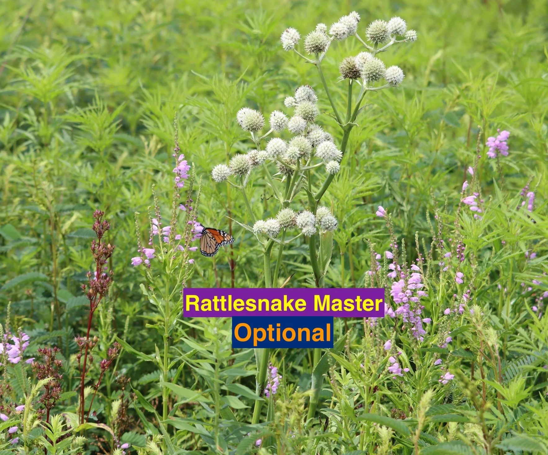 Rattlesnake Master optional.jpg