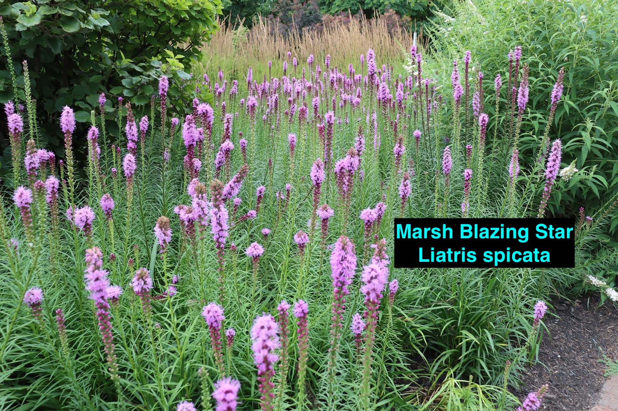 Marsh Blazing Star.jpg
