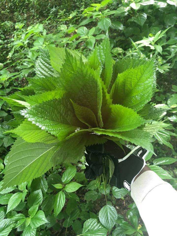 Wood Nettle