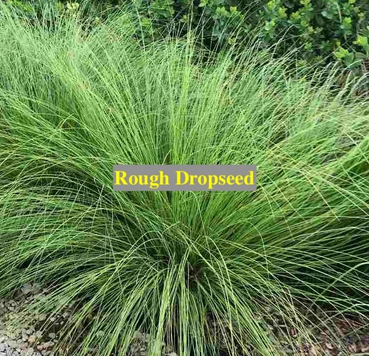 rough dropseed.jpg