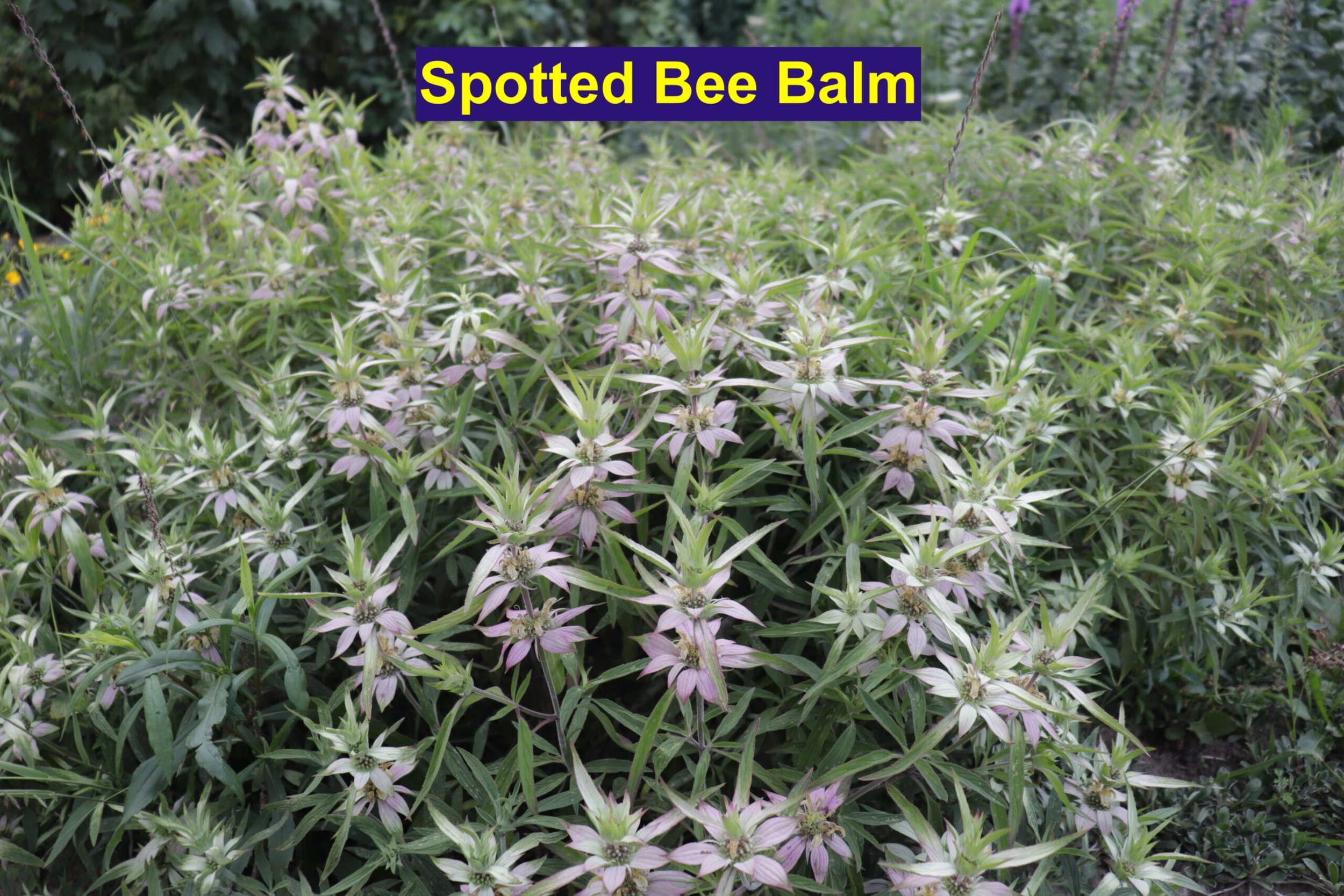 Monarda-punctata-plant-SB-1-scaled.jpg