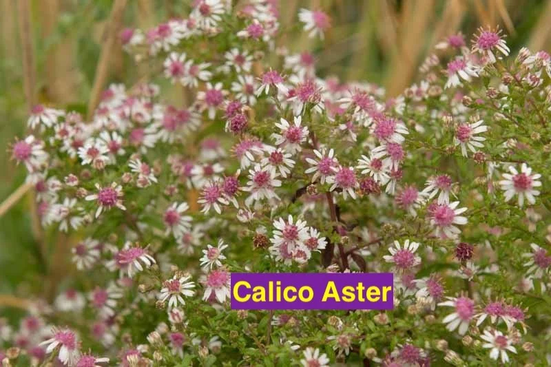 Calico Aster.jpg