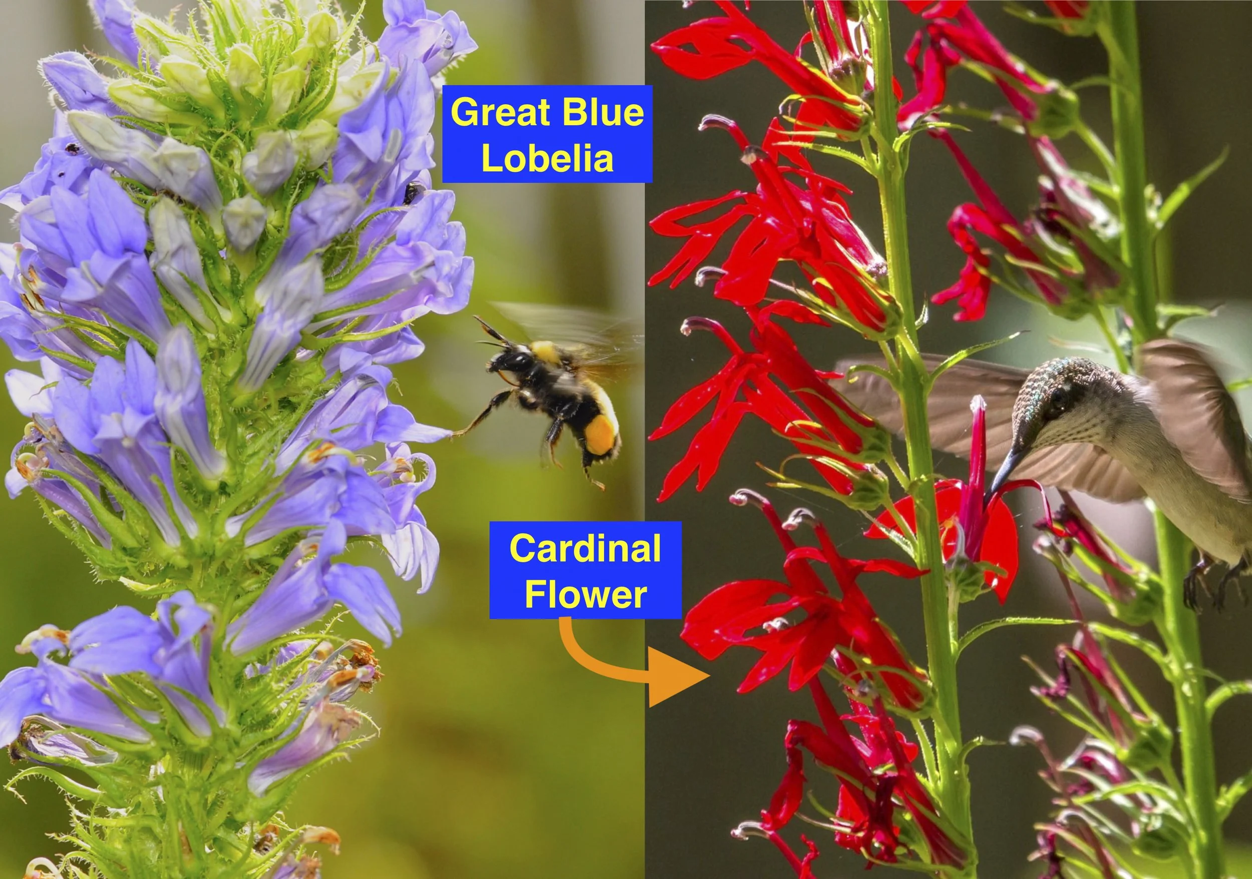 Lobelia and Friends final.jpg