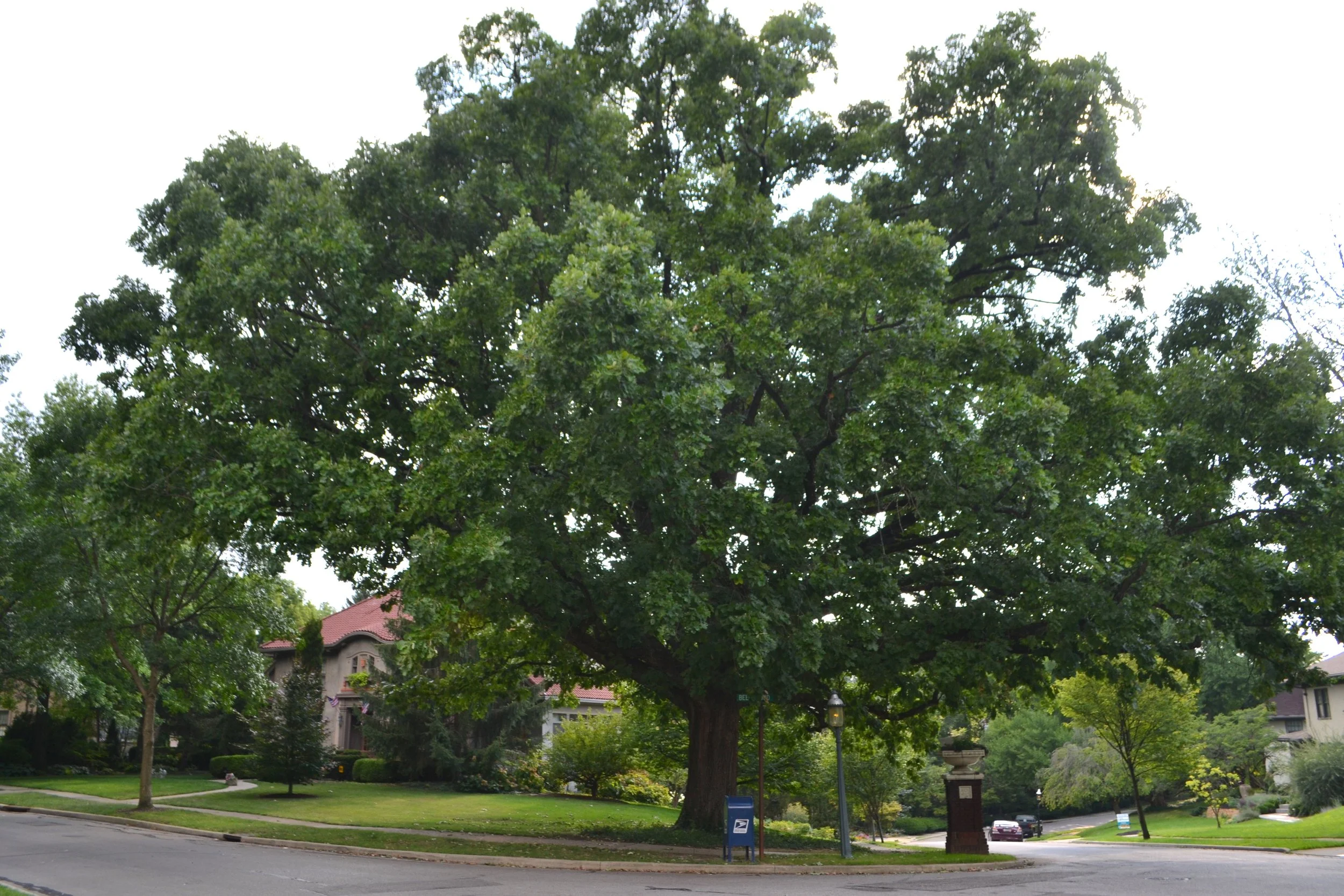 The Traits and Values of Bur Oak - Quercus macrocarpa