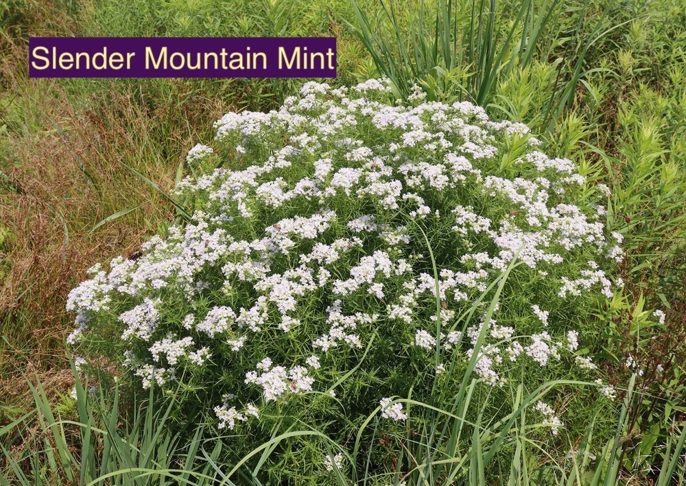 slender mountain mint.jpg