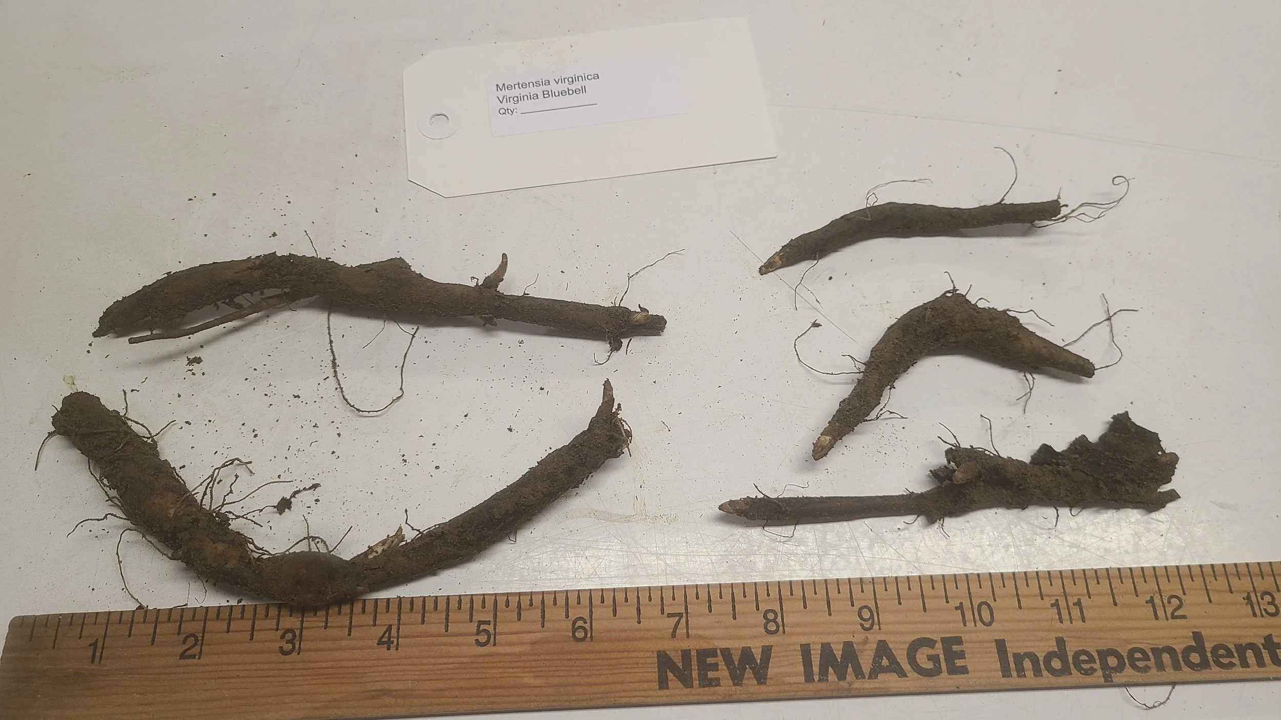 Virginia bluebell 4.jpg