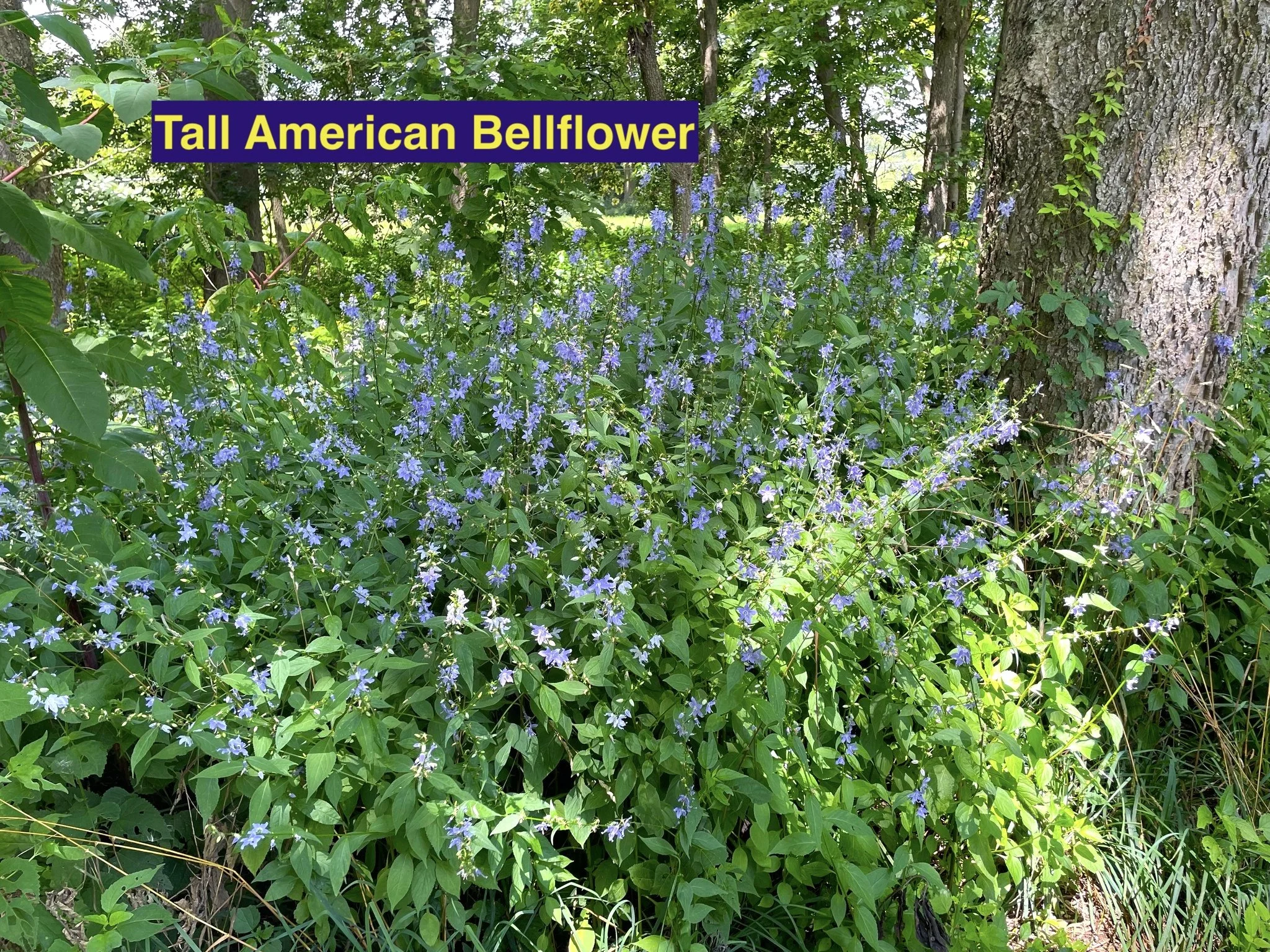 Tall American Bellflower.jpg
