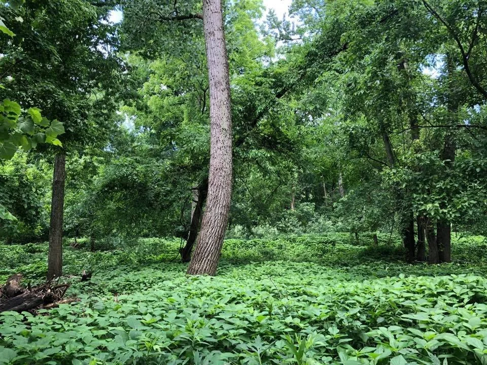 Wood Nettle Flood Plain Understory