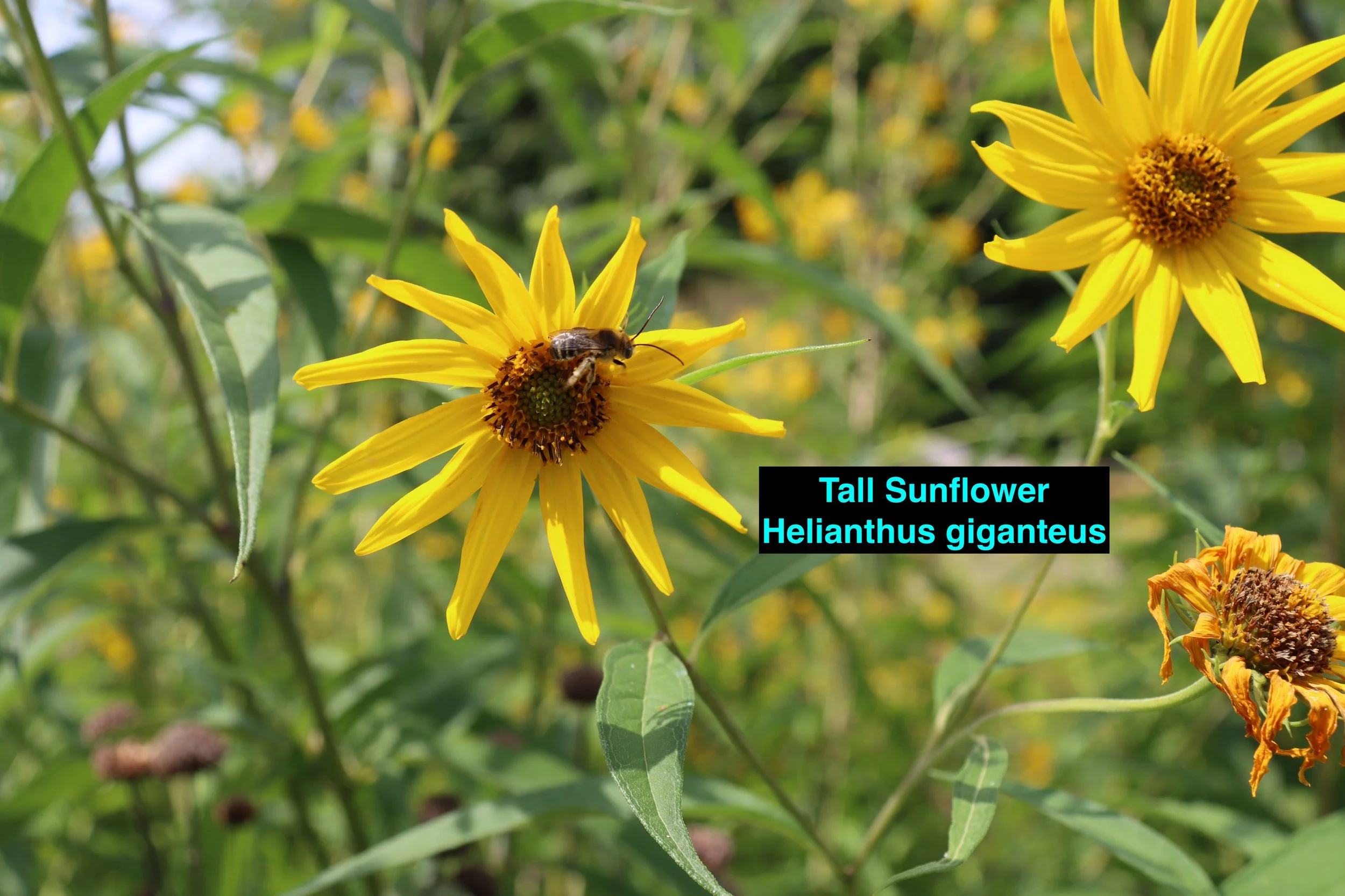 Tall Sunflower.jpg