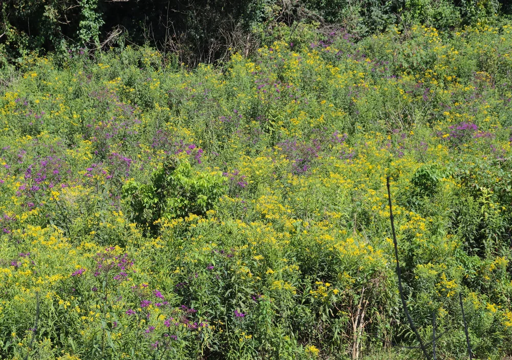 The Potential Wildlife Value of Power Line Cuts — Indigenous Landscapes