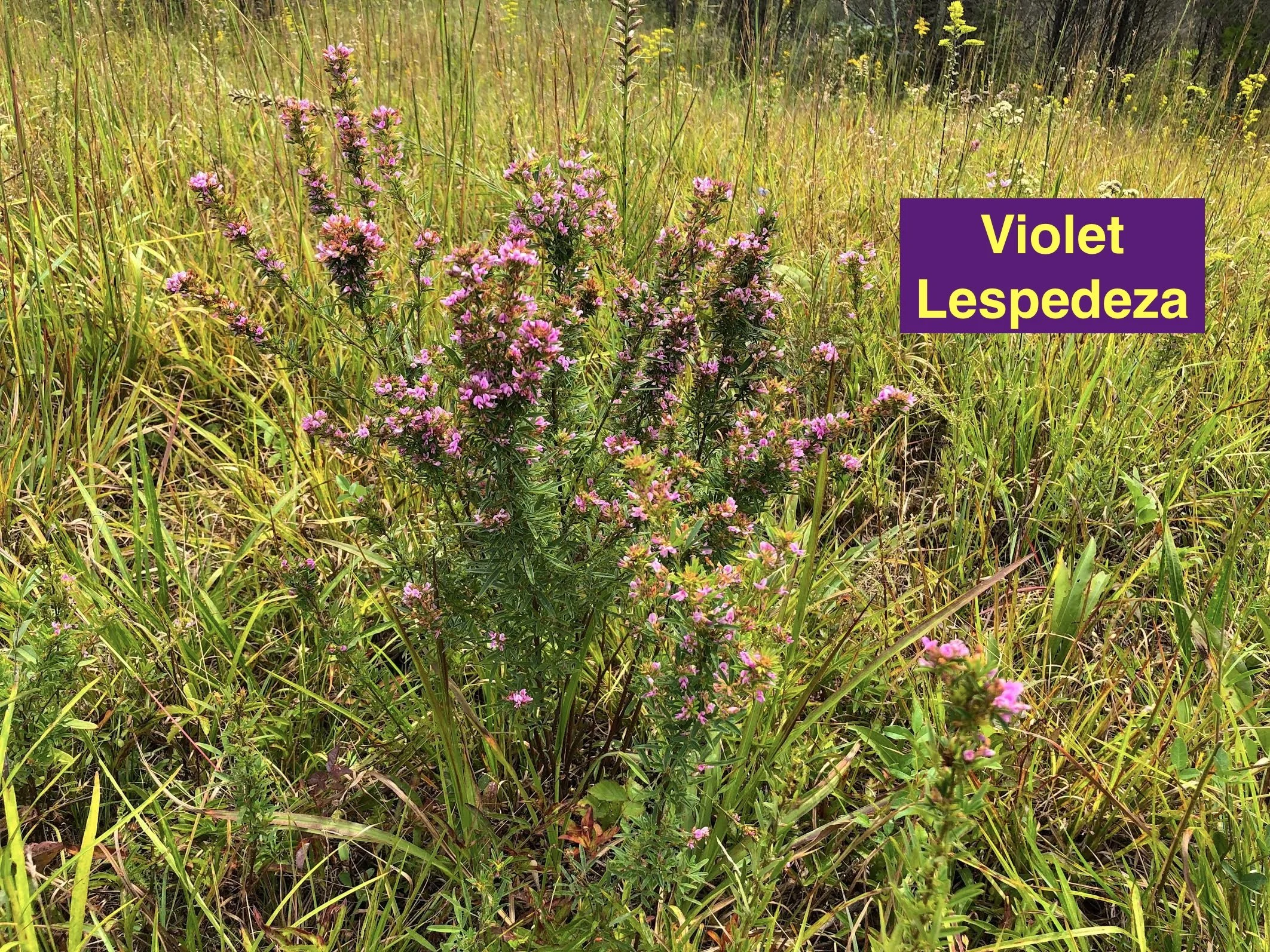 Violet Lespedeza.jpeg
